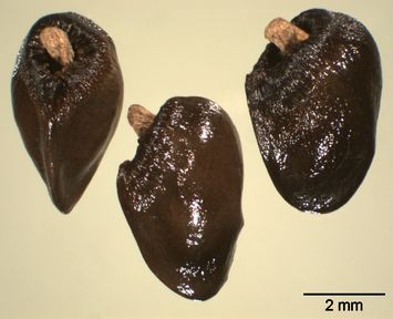 Vorschaubild Gewöhnlicher Beinwell